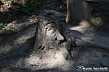 VBS_4740 - Il bosco fatato - Montaldo Roero